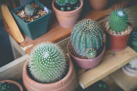 花盆里的小仙人掌植物仙人掌各种仙人掌植物复古效果图像中的仙人掌植物图片