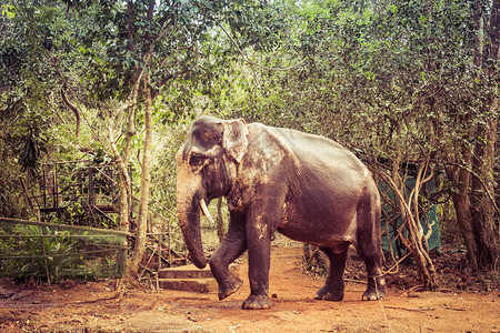 印地安大象与图片