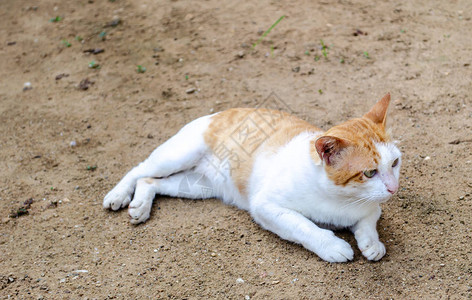 趴在地上的猫试图休息图片