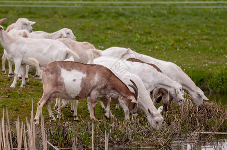 一群白人食肉动物在荷兰弗里斯兰省北部的一条水渠边图片
