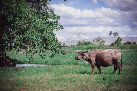 水牛在草地动物生命图片