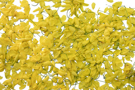孤立白底黄色的黄花图片