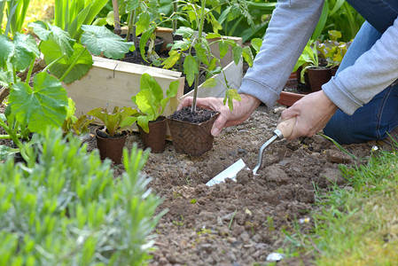 园艺员种植番茄树苗以背景图片