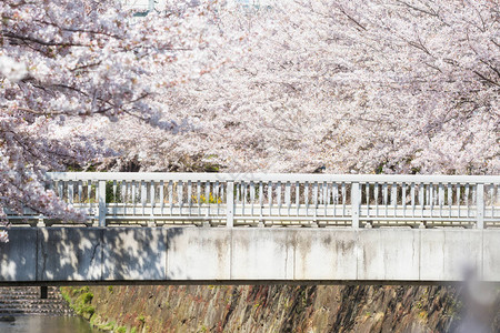 日本名古屋山崎河沿岸樱花或樱花盛开的白桥在春天欣赏樱花的著名旅图片