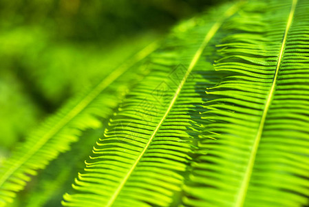 植物宏观背景绿色夏季产图片