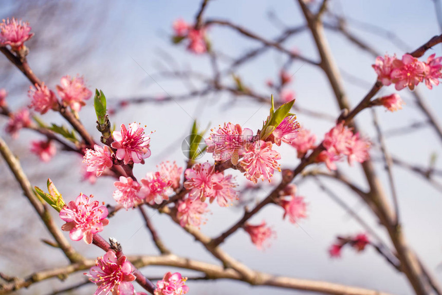 桃树的粉红色花朵在模糊的图片