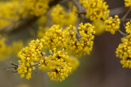 在春黄花中盛开的狗图片