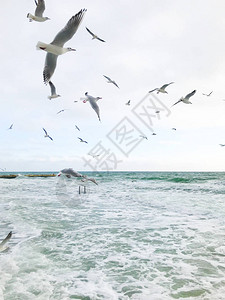 海鸥飞过海图片