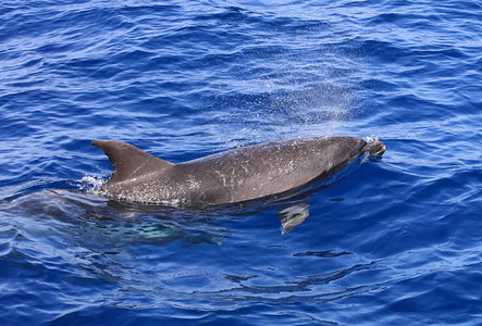 大西洋加那利群岛西班牙加那利群岛的普通瓶鼻海豚Tursiopstun图片
