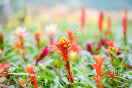 Bromeliad花朵装饰美丽的红色和黄色的Bromiliad图片