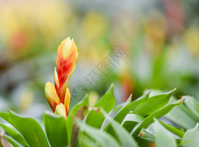 Bromeliad花朵装饰美丽的红色和黄色的Bromiliad图片