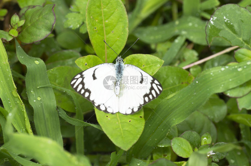印度马哈拉施特拉邦Pune附近的纸风筝蝴蝶图片