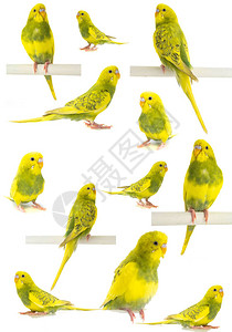 Wavy鹦鹉黄绿色白图片