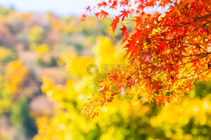 秋季树上美丽的红绿枫叶图片