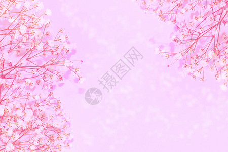明亮的雏菊花自然花卉背景图片
