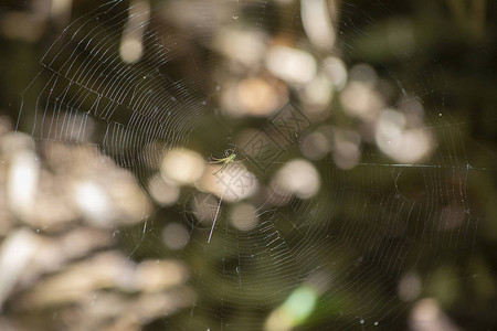 金星果园蜘蛛Venusataleucucauugevenusta图片