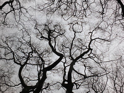 在林冠上用光秃的树枝扭动冬天的树木图片