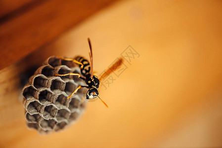 小黄蜂在宏观上保护他的蜂窝危险的条纹黄色黑昆虫关闭Vespiary在木头背景上有复制空背景图片