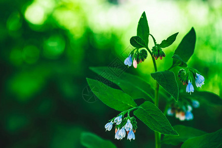 绿色树叶丰厚的Comfrey蓝色花朵图片