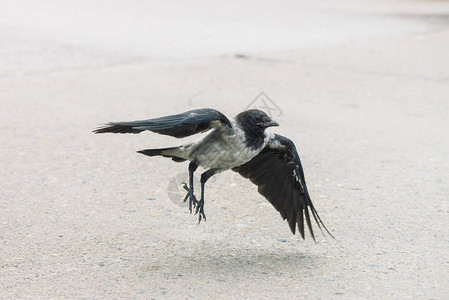小黑乌鸦从灰色人行道上起飞图片