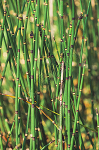马尾草在阳光下生长拼尾草的联合茎关闭散景背上阳光明媚的绿色木贼蛇草明亮细致的自然纹背景图片