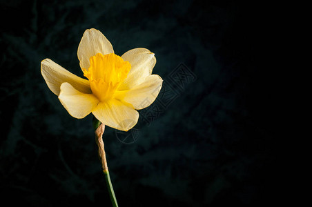 深色背景中的水仙黄花图片