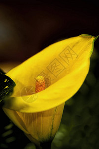 美丽明亮的黄色Calla图片