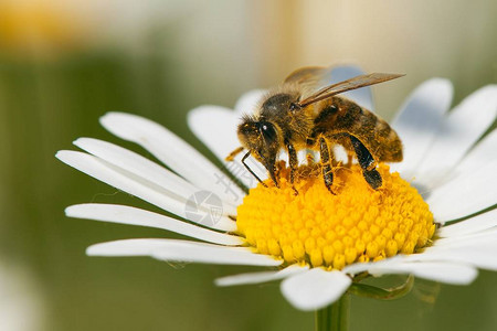 蜜蜂或蜜蜂在拉丁蜜蜂欧洲或西方蜜蜂坐在普通雏菊图片