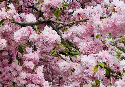春天美丽的盛开的serrulatakanzan粉红樱花树图片