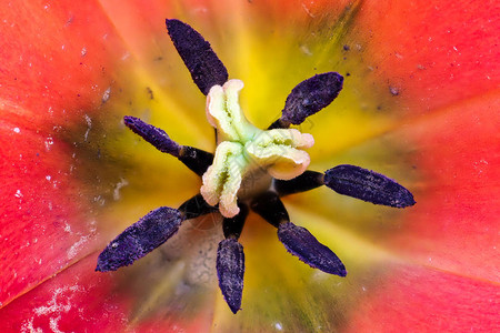 郁金香是一种常年蓬勃的植物图片