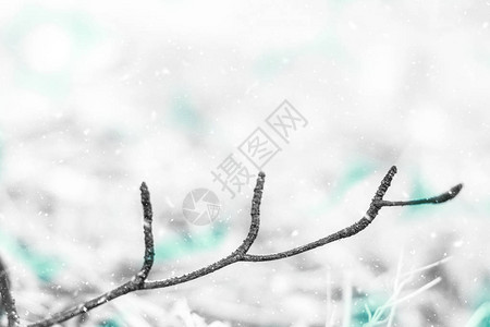 雪幕背景和松树枝圣诞节背图片