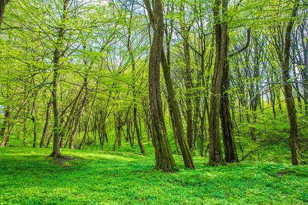 春天绿色中的树木图片