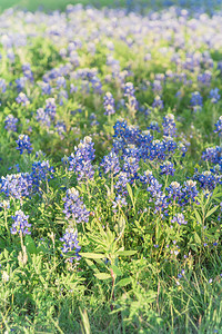 在美国得克萨斯州达拉斯附近的春天图片