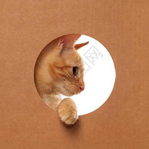 可爱的橙色小猫在纸箱里玩耍背景图片