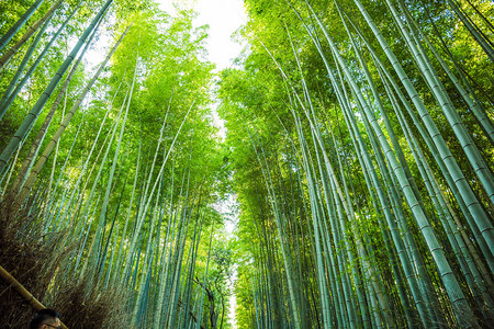 日本京都岚山的竹林图片