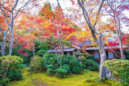 秋天日本林山冈立三索花背景图片