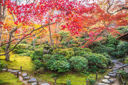 秋天日本林山冈立三索花背景图片