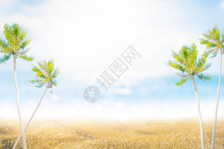 夏季热带自然清洁海滩棕榈沙滩和白沙滩图片