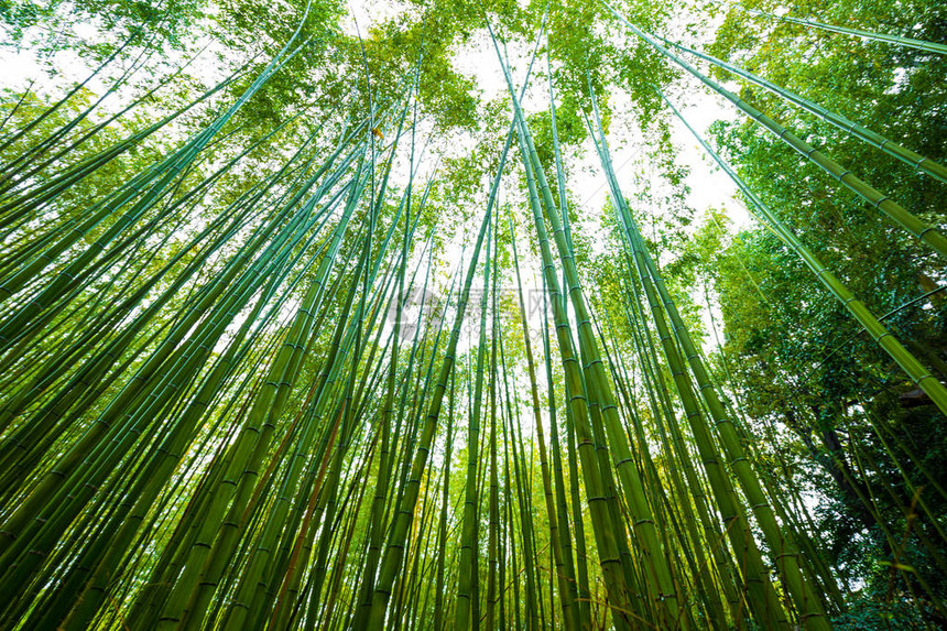 日本京都观光岚山绿竹林背景图片