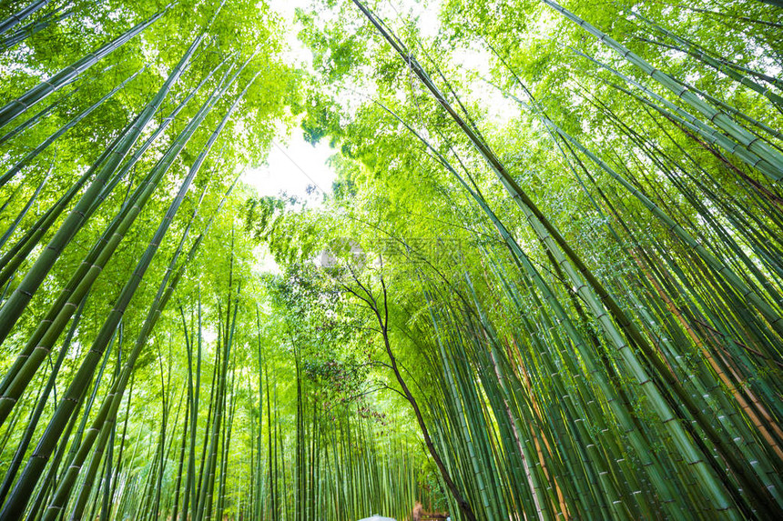 日本京都观光岚山绿竹林背景图片