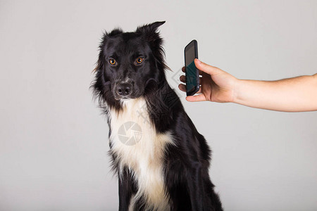 惊呆了的边境牧羊犬图片