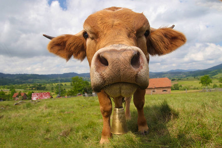 山草甸上的滑稽脸公牛图片