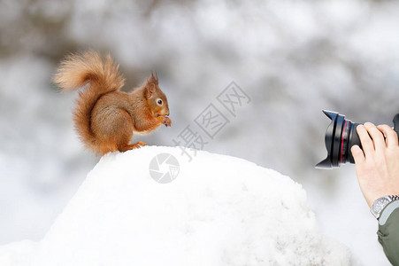 拍摄一个红松鼠在冬天的雪里坐着的图片
