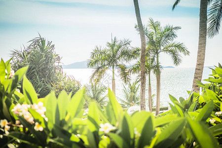棕榈树海滩上美丽的茂图片