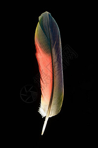 黑色鹦鹉羽毛的彩虹色图片