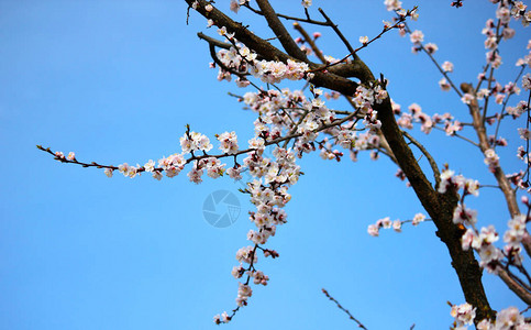 春天的一棵树的枝春天盛开的杏树在golububy的背景下图片