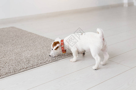小杰克罗素泰瑞小狗在客厅的地毯上玩耍爱抚宠物动图片