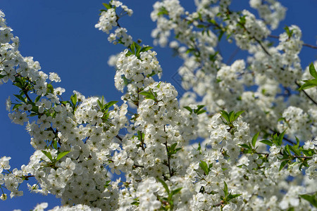 樱桃树在春花中盛开白花对图片