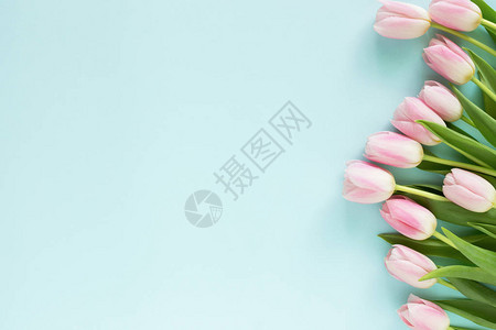 蓝色背景的粉红色郁金香贺卡春花图片