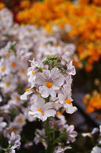 花园里的白色克星花图片